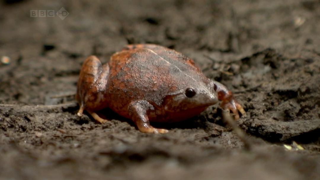 火山失落之地 Lost Land of the Volcano
