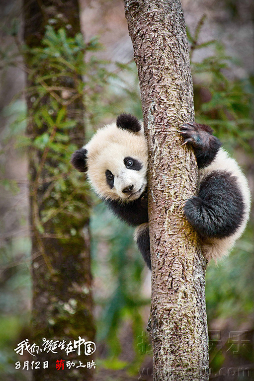 我们诞生在中国 Born in China