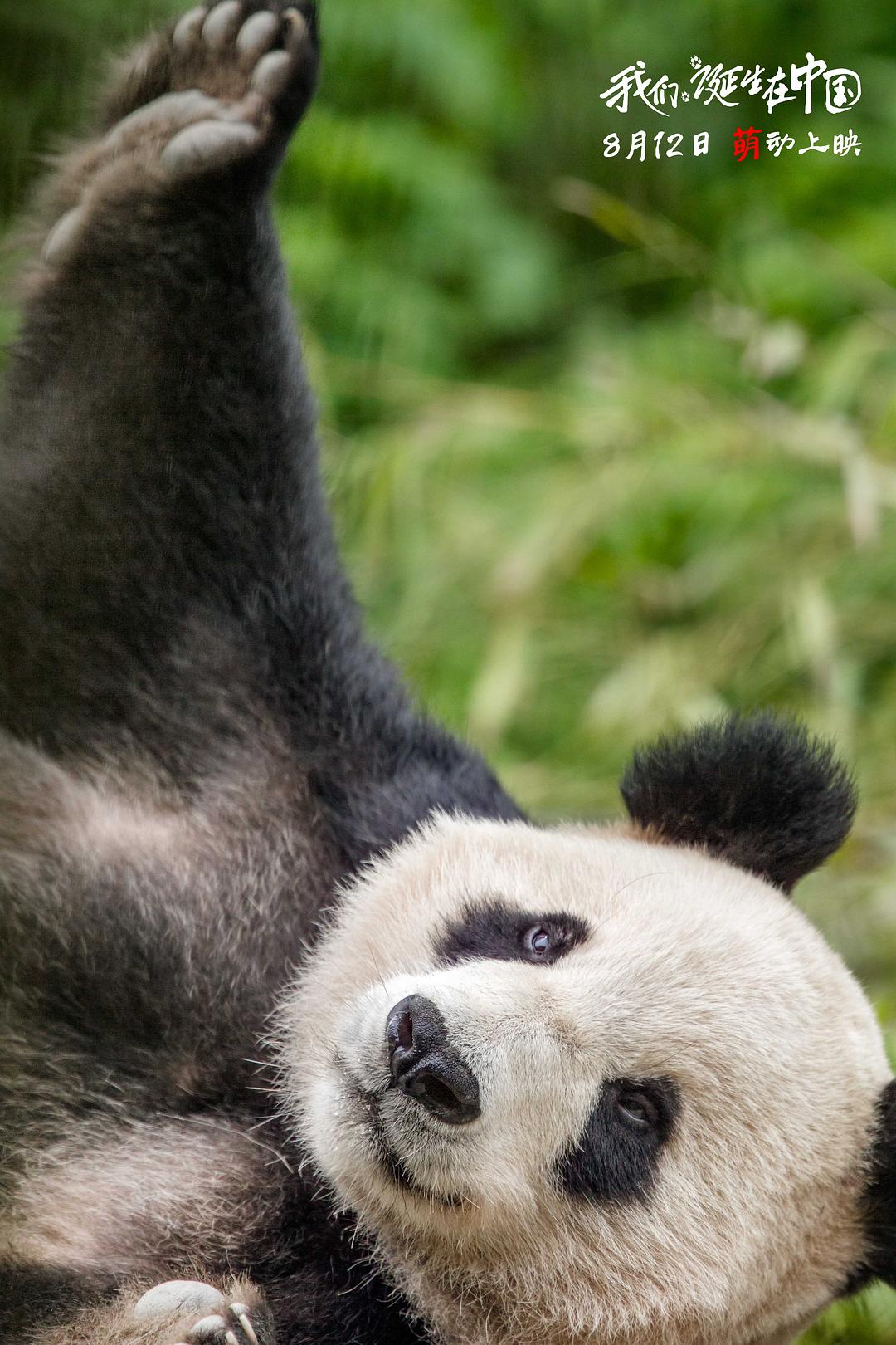 我们诞生在中国 Born in China