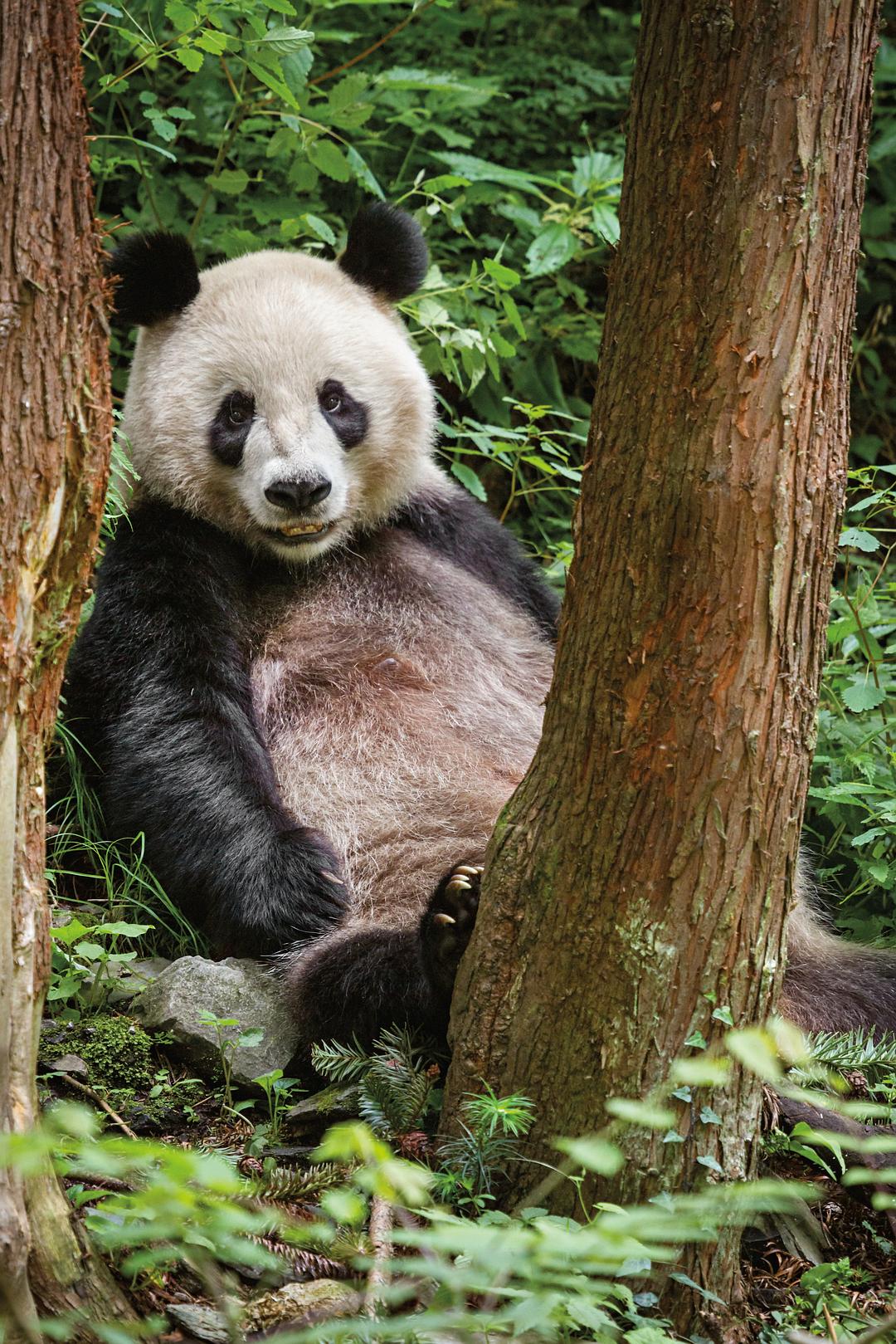 我们诞生在中国 Born in China