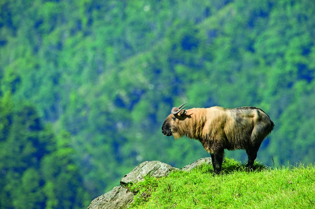 我们诞生在中国 Born in China