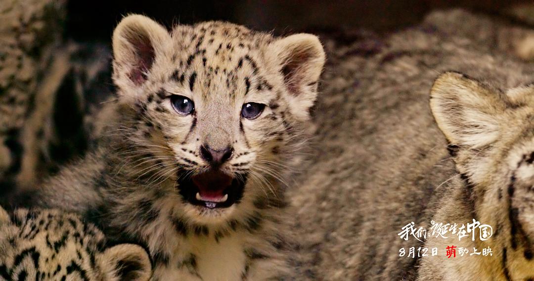 我们诞生在中国 Born in China