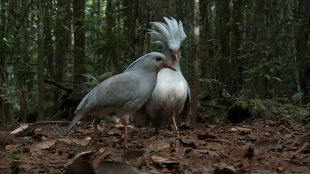 南太平洋 South Pacific