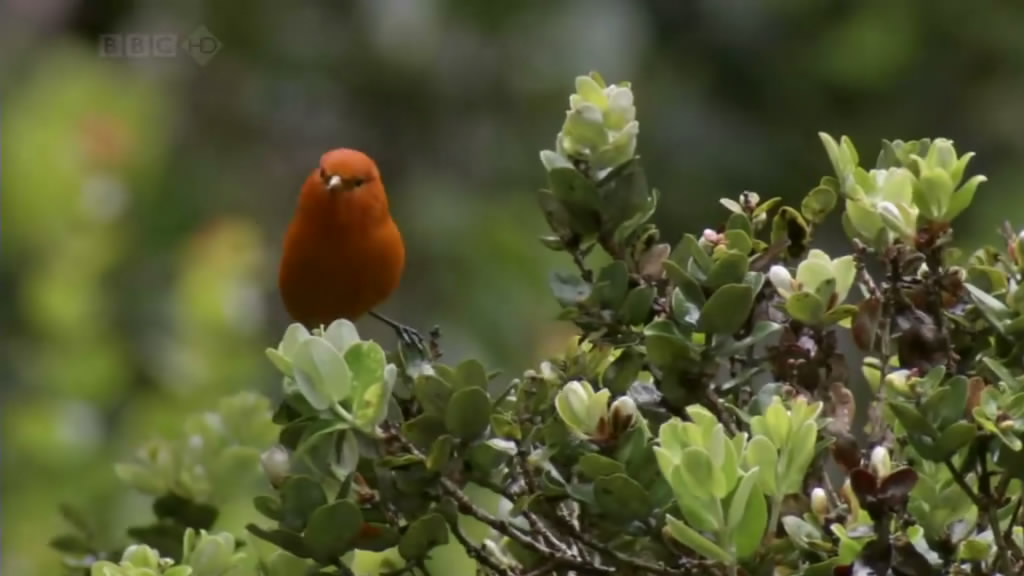 南太平洋 South Pacific