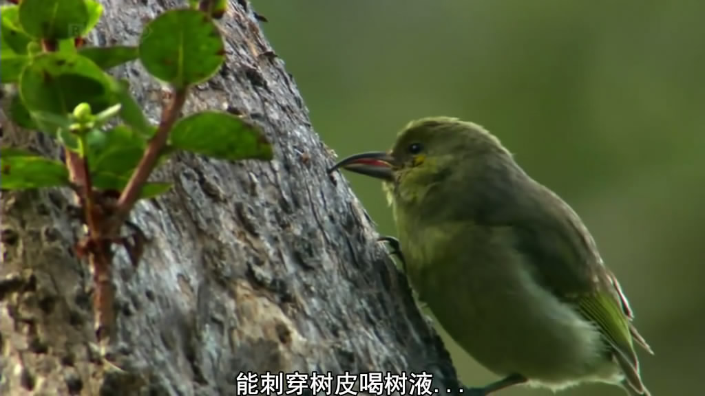 南太平洋 South Pacific