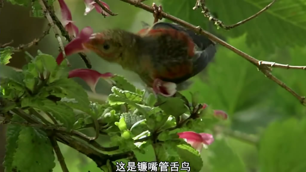 南太平洋 South Pacific