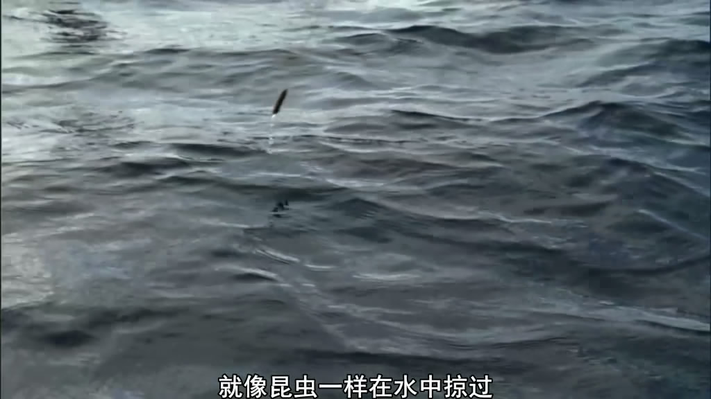 南太平洋 South Pacific