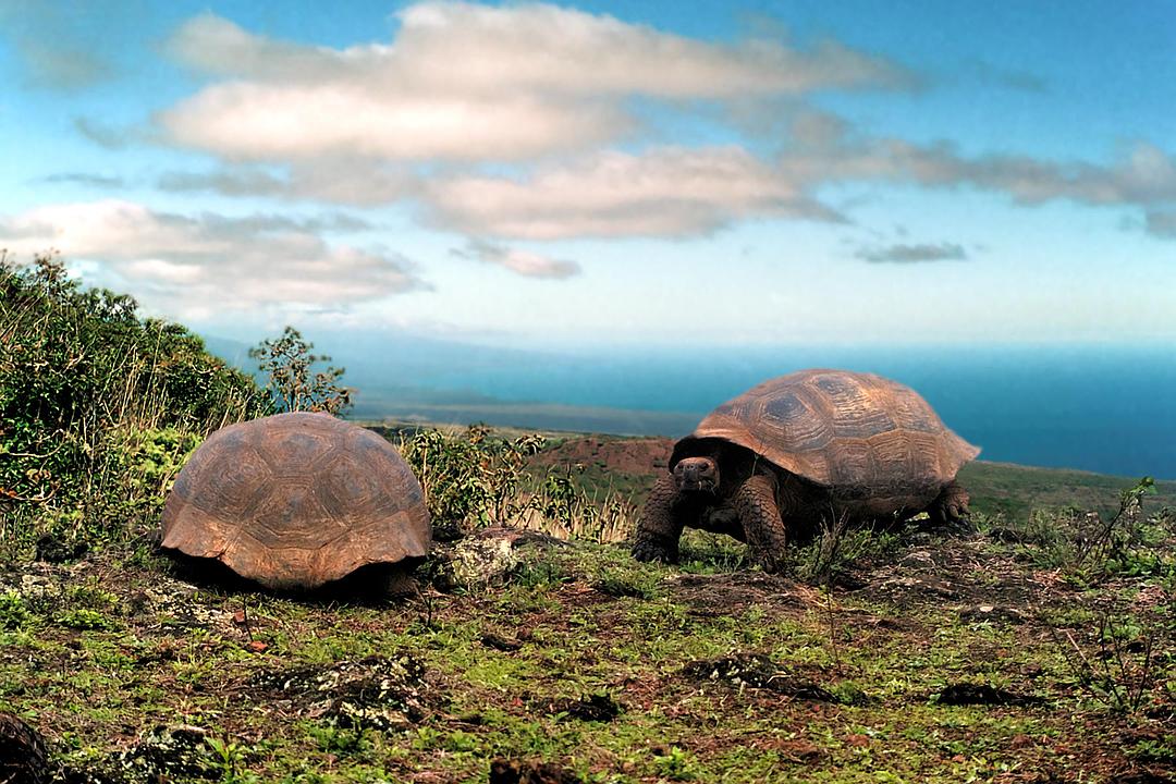 加拉帕戈斯群岛 Galápagos