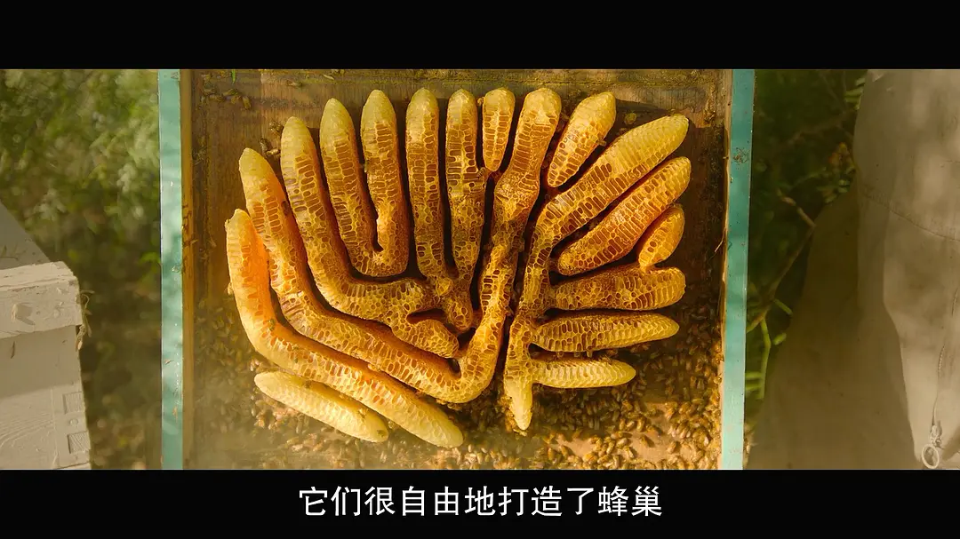 最大的小小农场:回归 The Biggest Little Farm: The Return