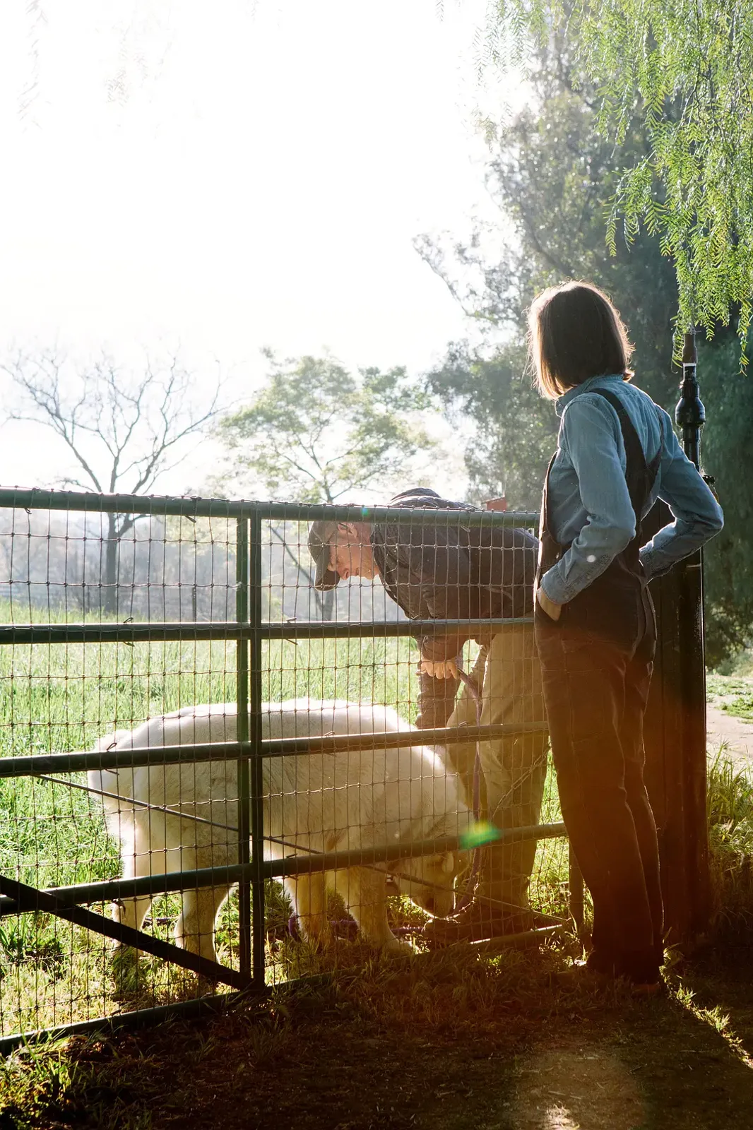 最大的小小农场:回归 The Biggest Little Farm: The Return