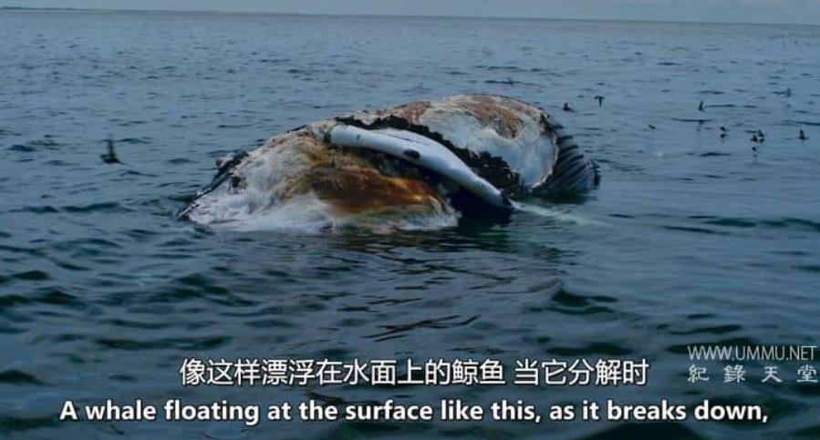 被咬之后 After the Bite