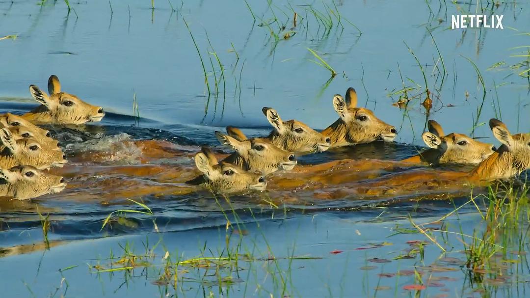 幸存的天堂 Surviving Paradise: A Family Tale