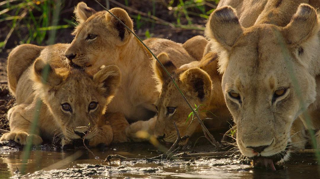 幸存的天堂 Surviving Paradise: A Family Tale