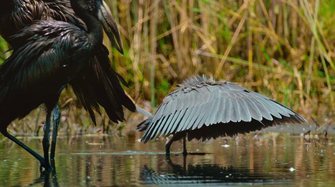 幸存的天堂 Surviving Paradise: A Family Tale