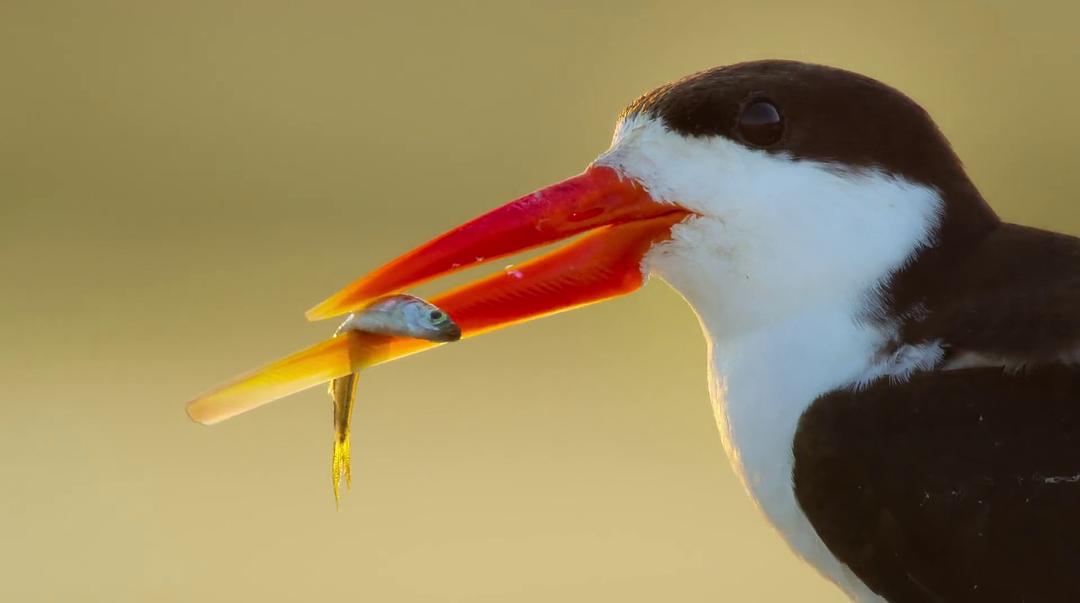 幸存的天堂 Surviving Paradise: A Family Tale