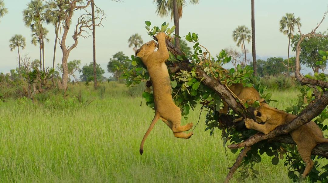 幸存的天堂 Surviving Paradise: A Family Tale