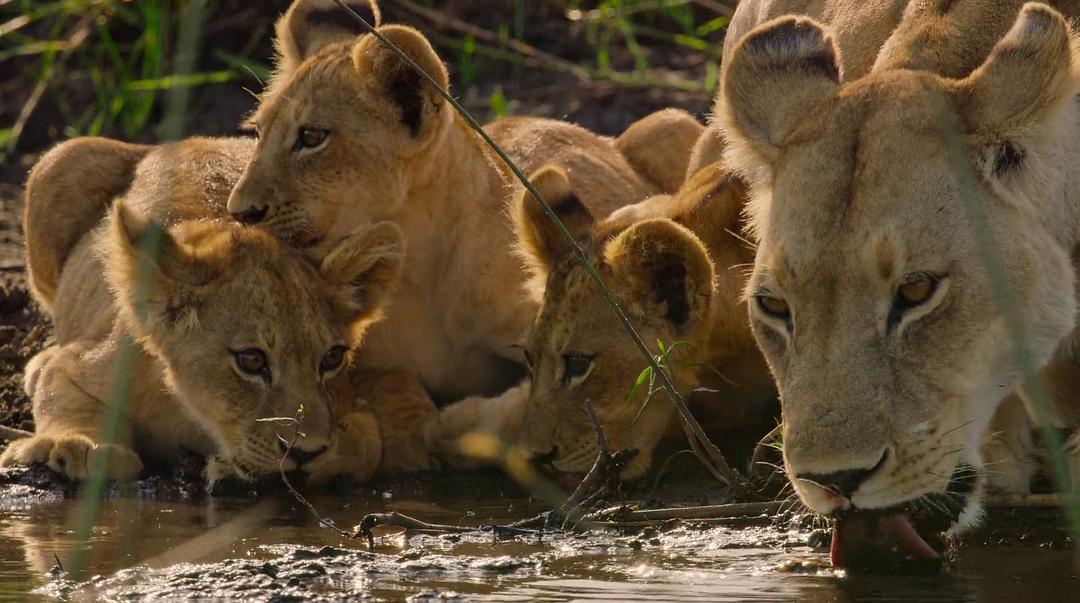 幸存的天堂 Surviving Paradise: A Family Tale