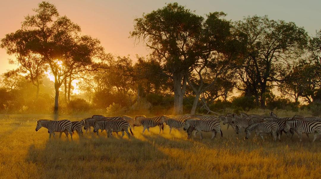 幸存的天堂 Surviving Paradise: A Family Tale