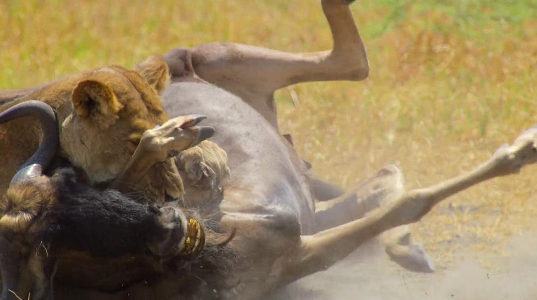 幸存的天堂 Surviving Paradise: A Family Tale