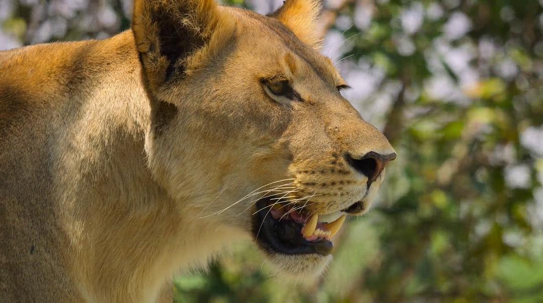 幸存的天堂 Surviving Paradise: A Family Tale