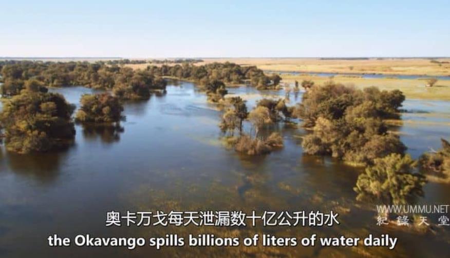 野生猫科动物 Wild Cats