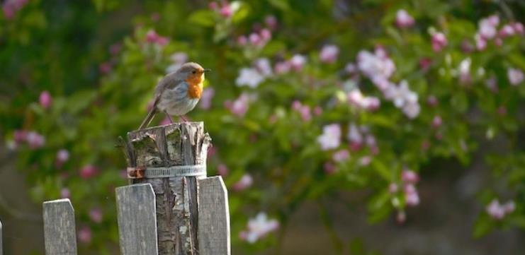 菜园里的秘密 The Secret Life of the Garden