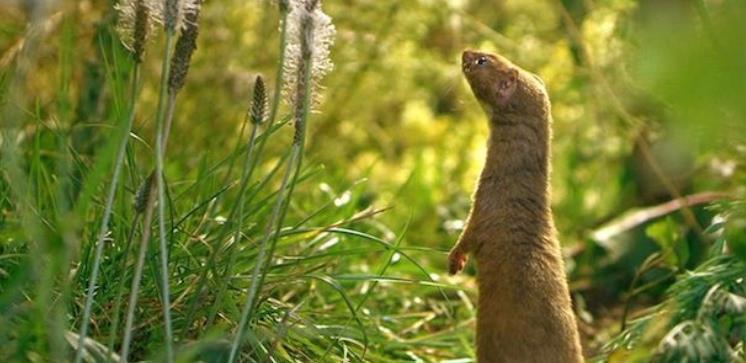 菜园里的秘密 The Secret Life of the Garden