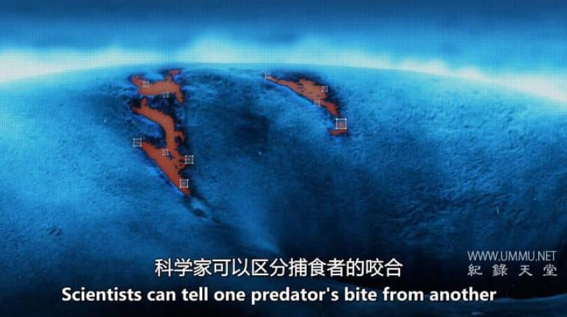 怪物真子:新鲜血液 Monster Mako: Fresh Blood