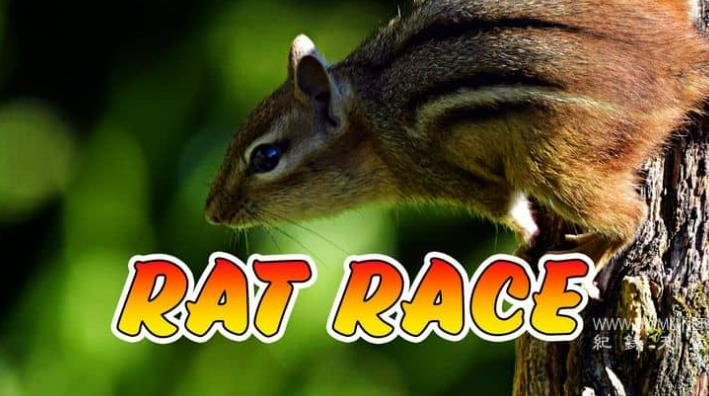 激烈的竞争 Rat Race