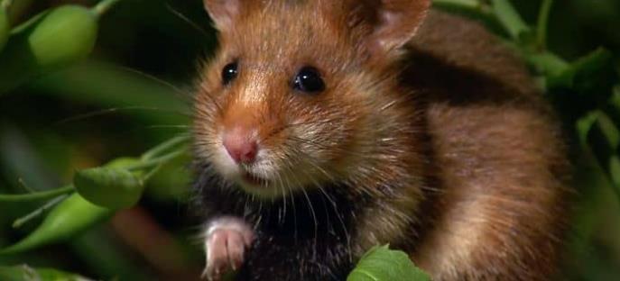 激烈的竞争 Rat Race