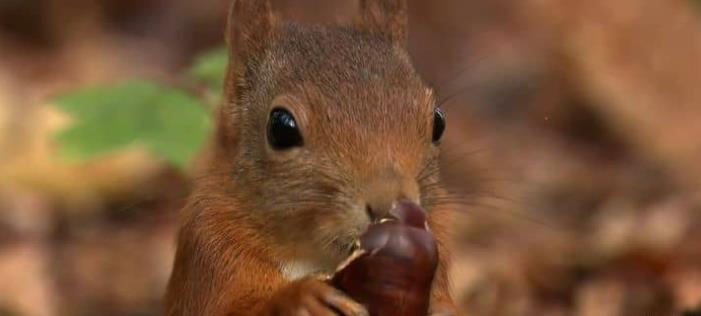 激烈的竞争 Rat Race