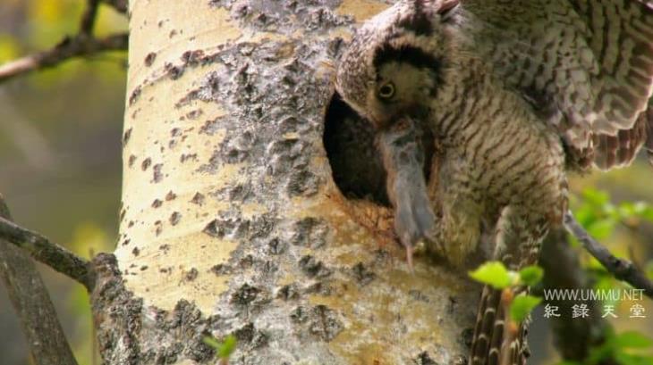 激烈的竞争 Rat Race