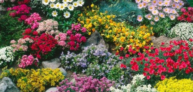 大英最爱花卉排行 The Nation's Favourite Blooms