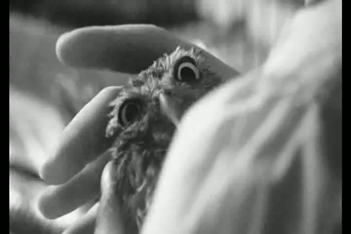 美好的五月 Le Joli Mai