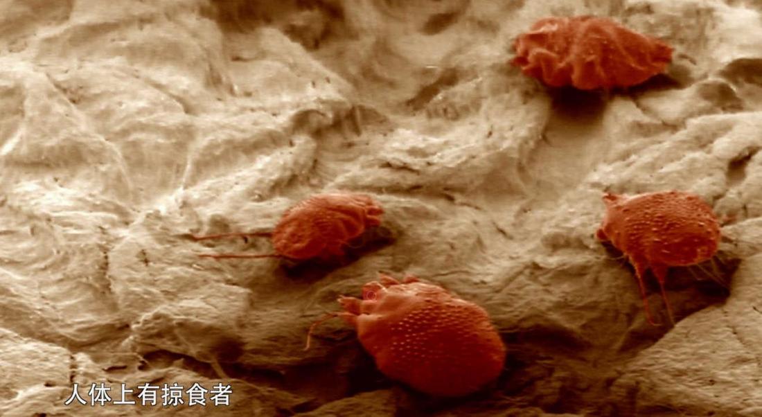 人体上的生命 Life On Us