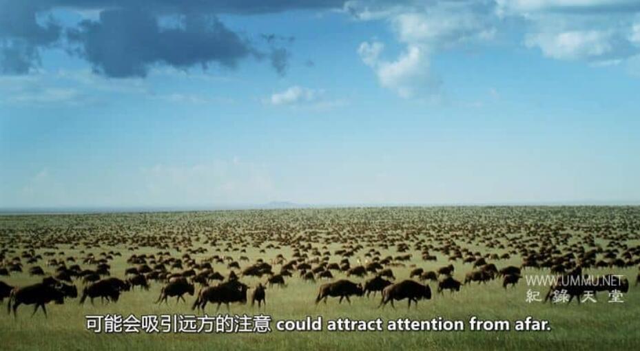 非洲小鹿 Fawn Identity