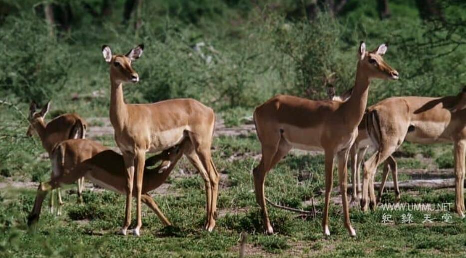 非洲小鹿 Fawn Identity