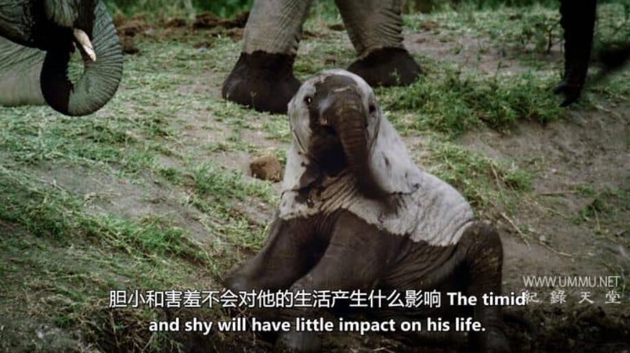 非洲小鹿 Fawn Identity