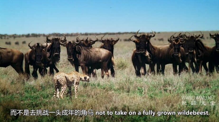 非洲小鹿 Fawn Identity