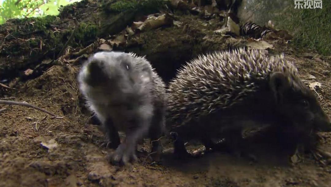 刺猬的一年 The Year of the Hedgehog