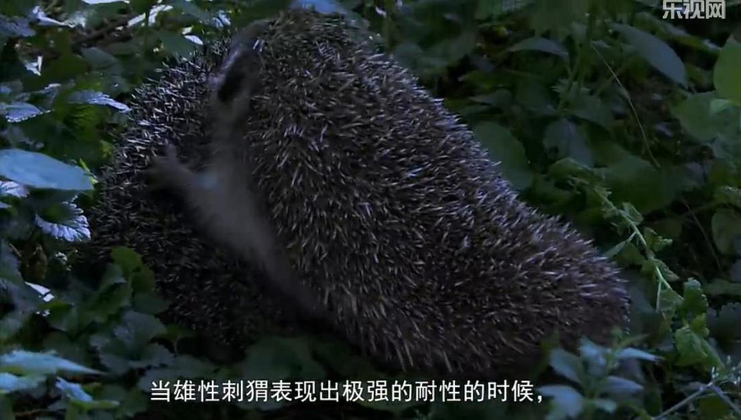 刺猬的一年 The Year of the Hedgehog