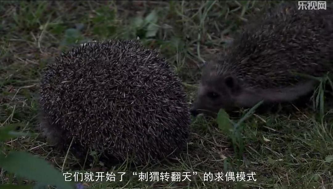 刺猬的一年 The Year of the Hedgehog