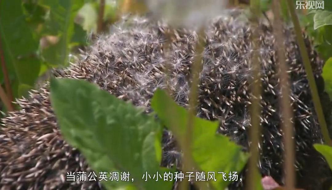 刺猬的一年 The Year of the Hedgehog