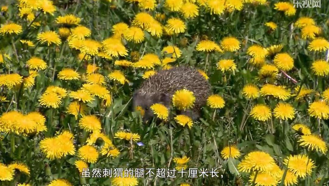 刺猬的一年 The Year of the Hedgehog