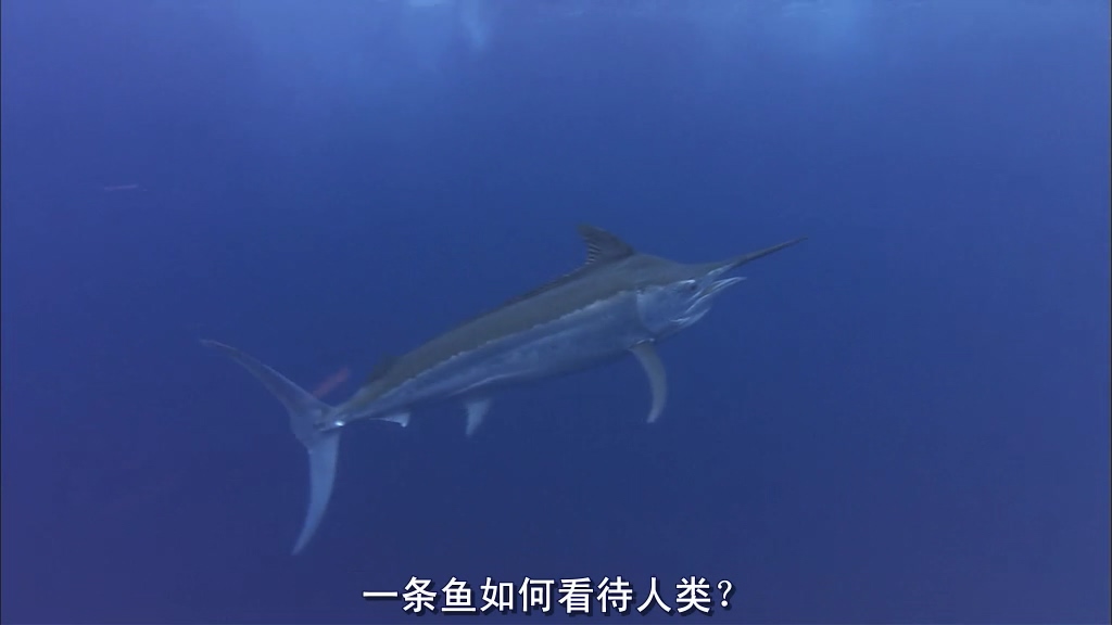 自然:超级鱼类 The Natural World Superfish