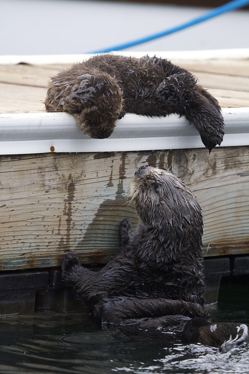 自然世界:海獭的百万宝宝 Sea Otters: A Million Dollar Baby