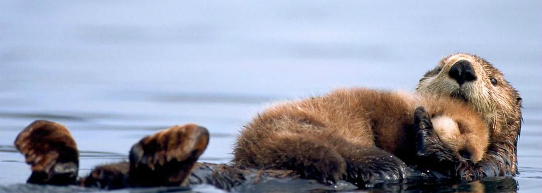 自然世界:海獭的百万宝宝 Sea Otters: A Million Dollar Baby