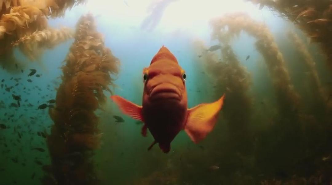 自然世界:海獭的百万宝宝 Sea Otters: A Million Dollar Baby