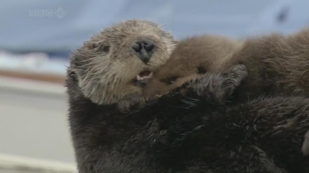 自然世界:海獭的百万宝宝 Sea Otters: A Million Dollar Baby