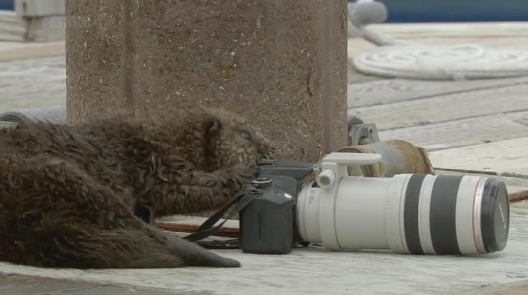 自然世界:海獭的百万宝宝 Sea Otters: A Million Dollar Baby